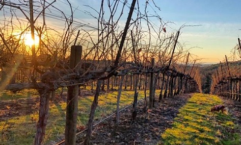 Mellowood Estate Vineyard